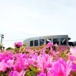 MPLC石炭館つつじ開花情報（4月25日更新）